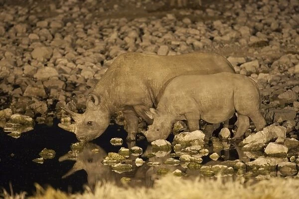 Black rhino (Diceros bicornis), cow and calf, drinking at night, Okaukuejo waterhole