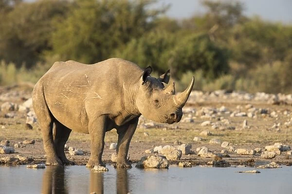 Black rhino (Diceros bicornis), Etosha National Park, Namibia, Africa
