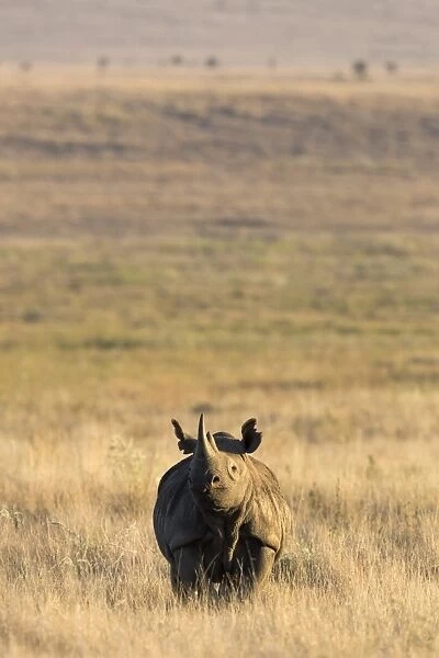 Black rhino (Diceros bicornis), Lewa Wildlife Conservancy, Laikipia, Kenya, East Africa, Africa