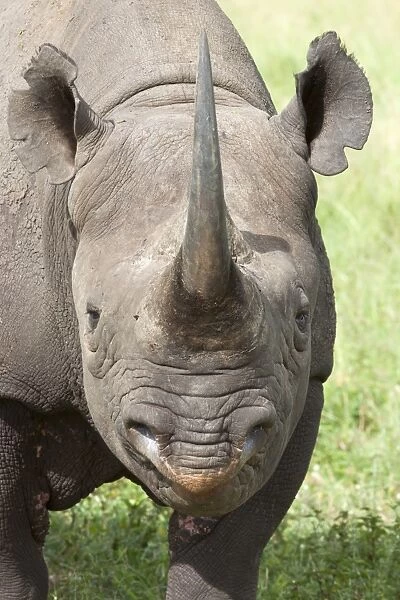 Black rhino (Diceros bicornis) male, Phinda private game reserve, KwaZulu Natal, South Africa, Africa