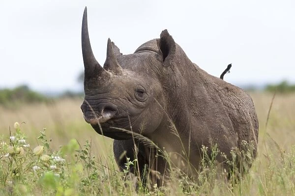 Black rhino (Diceros bicornis) male, Phinda private game reserve, KwaZulu Natal, South Africa, Africa