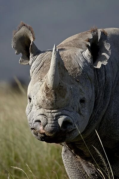 Black rhinoceros (hook-lipped rhinoceros) (Diceros bicornis), Lake Nakuru National Park