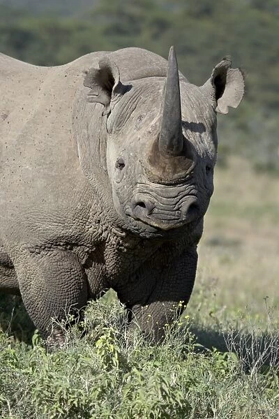 Black rhinoceros (hook-lipped rhinoceros) (Diceros bicornis), Lake Nakuru National Park