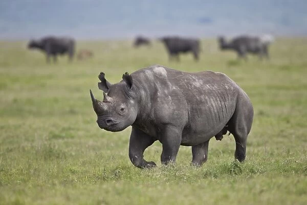Black rhinoceros (hook-lipped rhinoceros) (Diceros bicornis), Ngorongoro Crater, Tanzania, East Africa, Africa