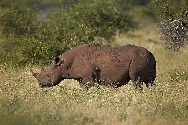 Black rhinoceros (hook-lipped rhinoceros) (Diceros bicornis), Kruger National Park, South Africa, Africa