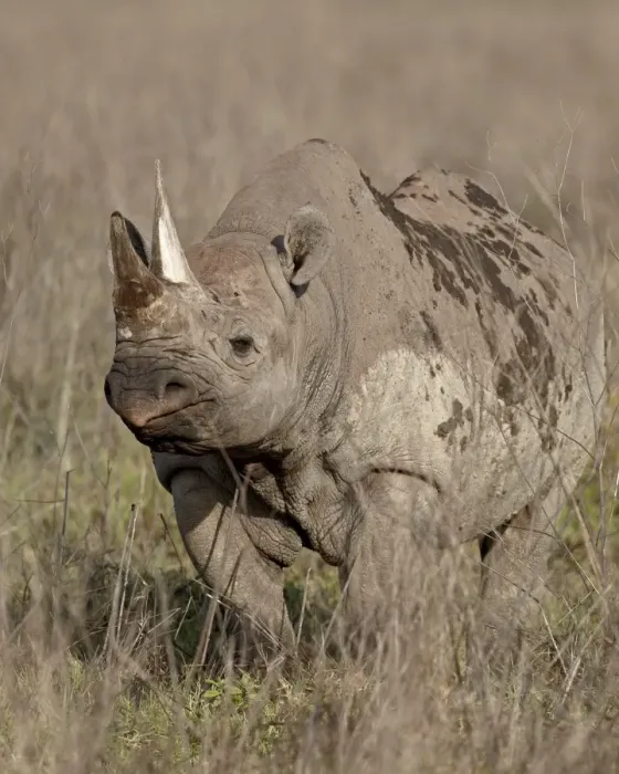 Framed Print : Black rhinoceros (hook-lipped rhinoceros) (Diceros bicornis), Ngorongoro Crater Framed Print : Black rhinoceros (hook-lipped rhinoceros) (Diceros bicornis), Ngorongoro Crater