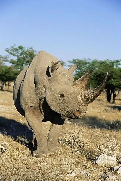 Black rhinoceros (rhino)