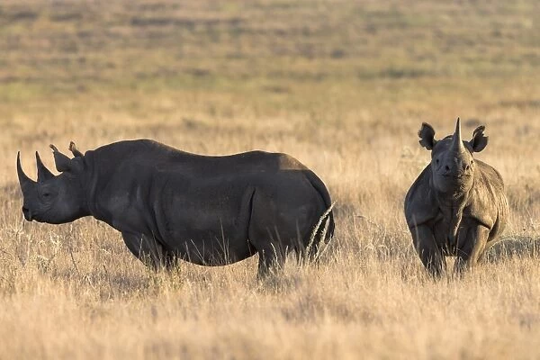 Black rhinos (Diceros bicornis), Lewa Wildlife Conservancy, Laikipia, Kenya, East Africa, Africa
