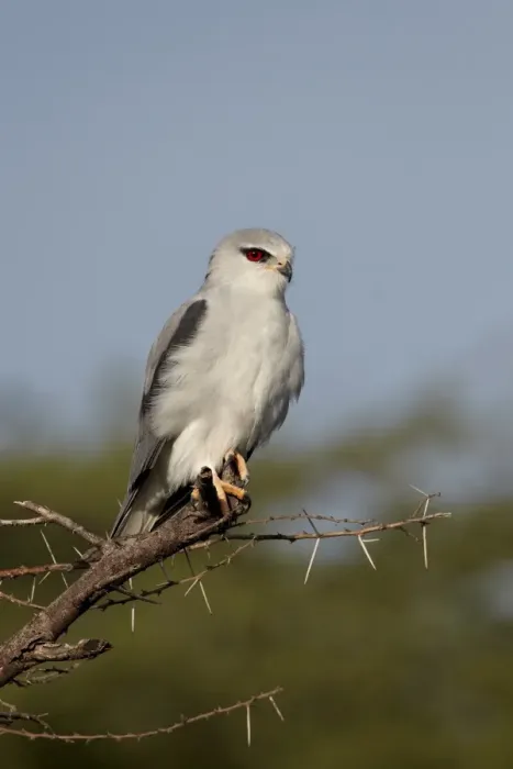 Framed Print : Black-shouldered kite (Elanus caeruleus), Serengeti National Park, Tanzania Framed Print : Black-shouldered kite (Elanus caeruleus), Serengeti National Park, Tanzania