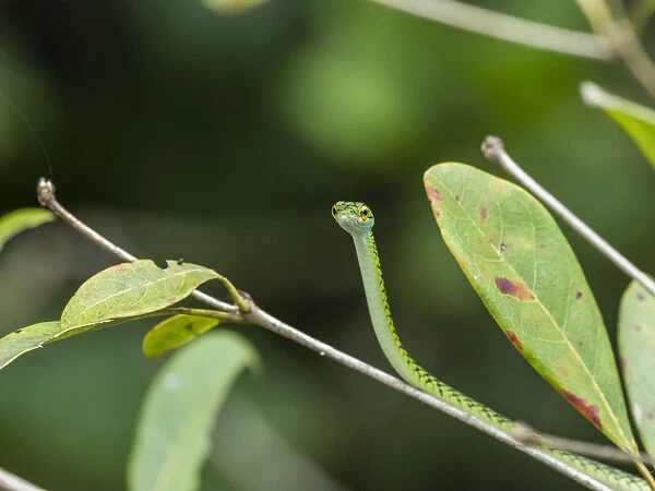 Black-skinned parrot snake (Leptophis ahaetulla nigromarginatus), Pacaya River, Amazon