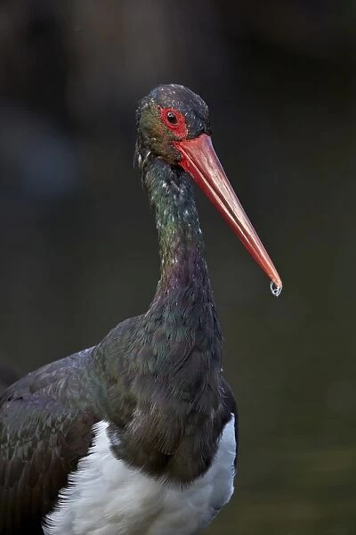 Black stork (Ciconia nigra), Kruger National Park, South Africa, Africa