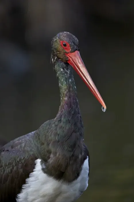 Framed Print : Black stork (Ciconia nigra), Kruger National Park, South Africa, Africa
