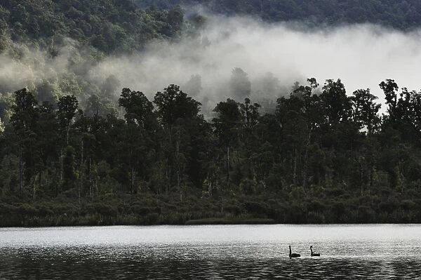 Black swans (Cygnus atratus), on Lake Moeraki, West Coast, South Island