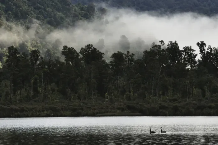 Framed Print : Black swans (Cygnus atratus), on Lake Moeraki, West Coast, South Island Framed Print : Black swans (Cygnus atratus), on Lake Moeraki, West Coast, South Island