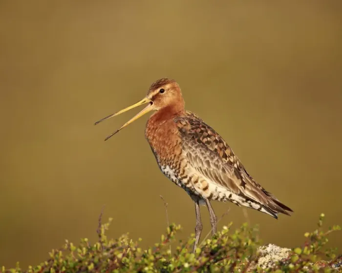 Framed Print : Black-tailed godwit (Limosa limosa), Lake Myvatn, Iceland, Polar Regions Framed Print : Black-tailed godwit (Limosa limosa), Lake Myvatn, Iceland, Polar Regions