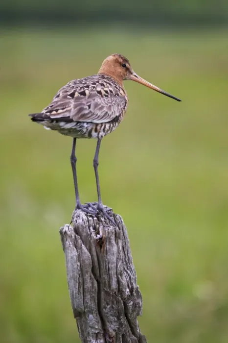 Framed Print : Black-tailed godwit (Limosa limosa) perched on post, near Vik, South Iceland Framed Print : Black-tailed godwit (Limosa limosa) perched on post, near Vik, South Iceland