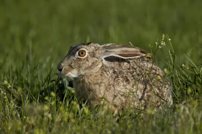 Framed Print : Black-tailed jackrabbit (Lepus californicus), Pawnee National Grassland, Colorado, United States of America, North America Framed Print : Black-tailed jackrabbit (Lepus californicus), Pawnee National Grassland, Colorado, United States of America, North America