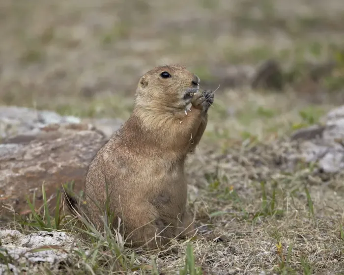 Framed Print : Black-tailed prairie dog (blacktail prairie dog) (Cynomys ludovicianus) eating, Custer State Park, South Dakota, United States of America, North America Framed Print : Black-tailed prairie dog (blacktail prairie dog) (Cynomys ludovicianus) eating, Custer State Park, South Dakota, United States of America, North America