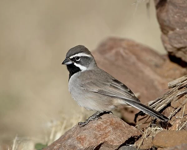 Black-throated sparrow (Amphispiza bilineata), Rockhound State Park, New Mexico