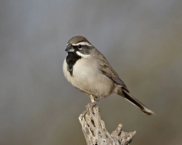 Black-throated sparrow (Amphispiza bilineata), The Pond, Amado, Arizona