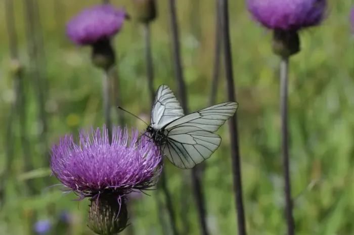 Framed Print : Black veined white butterfly (Aporia crataegi) feeding from Pannonic thistle (Cirsium pannonicum), Julian Alps, slovenia, slovenian, europe, european Framed Print : Black veined white butterfly (Aporia crataegi) feeding from Pannonic thistle (Cirsium pannonicum), Julian Alps, slovenia, slovenian, europe, european