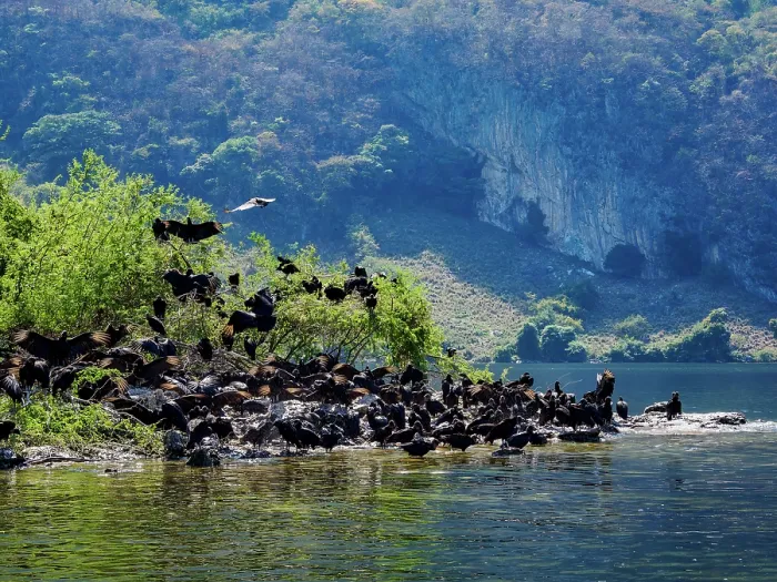 Framed Print : Black Vultures (Coragyps atratus) at Sumidero Canyon, Chiapas State, Mexico Framed Print : Black Vultures (Coragyps atratus) at Sumidero Canyon, Chiapas State, Mexico