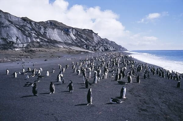 Black and white chinstrap penguins, black volcanic beach and black glacier