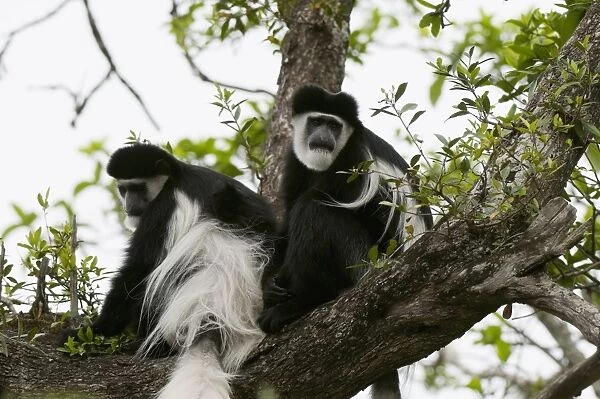 Black and white colobus monkey (Colobus guereza), Samburu National Park