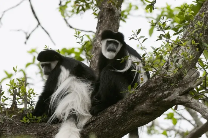 Framed Print : Black and white colobus monkey (Colobus guereza), Samburu National Park Framed Print : Black and white colobus monkey (Colobus guereza), Samburu National Park