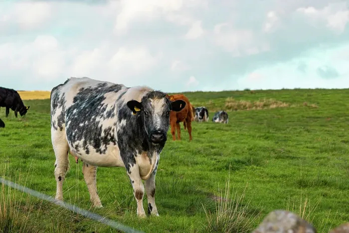 Framed Print : Black and white cow standing in a green field with other cows in the background under a cloudy sky, North Yorkshire, England, United Kingdom, Europe Framed Print : Black and white cow standing in a green field with other cows in the background under a cloudy sky, North Yorkshire, England, United Kingdom, Europe