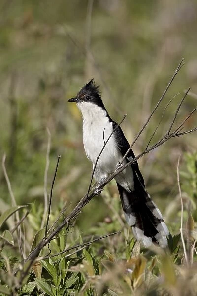 Black and white cuckoo (Oxylophus jacobinus), Serengeti National Park, Tanzania