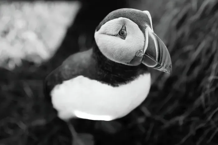 Framed Print : Black and white image of an Atlantic Puffin (Fratercula arctica), in Borgarfjaroarhofn, Iceland, Polar Regions Framed Print : Black and white image of an Atlantic Puffin (Fratercula arctica), in Borgarfjaroarhofn, Iceland, Polar Regions
