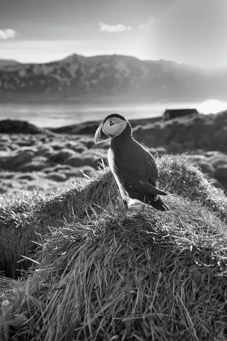 Framed Print : Black and white image of an Atlantic Puffin (Fratercula arctica), at sunset in Borgarfjaroarhofn, Iceland, Polar Regions Framed Print : Black and white image of an Atlantic Puffin (Fratercula arctica), at sunset in Borgarfjaroarhofn, Iceland, Polar Regions