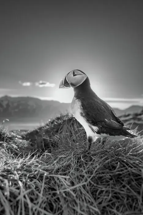Framed Print : Black and white image of an Atlantic Puffin (Fratercula arctica), at sunset in Borgarfjaroarhofn, Iceland, Polar Regions