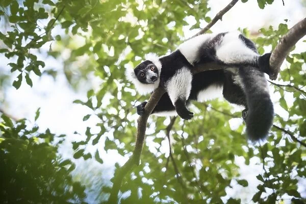Black and white ruffed lemur (Varecia variegata), endemic to Madagascar, seen on Lemur Island