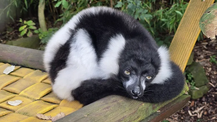 Framed Print : Black and White Ruffled Lemur (Varecia variegata), Hertfordshire Zoo, United Kingdom Framed Print : Black and White Ruffled Lemur (Varecia variegata), Hertfordshire Zoo, United Kingdom