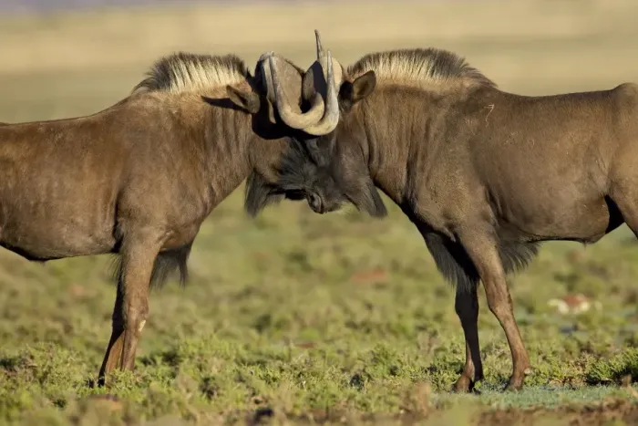 Framed Print : Two black wildebeest (white-tailed gnu) (Connochaetes gnou) fighting, Mountain Zebra National Park Framed Print : Two black wildebeest (white-tailed gnu) (Connochaetes gnou) fighting, Mountain Zebra National Park