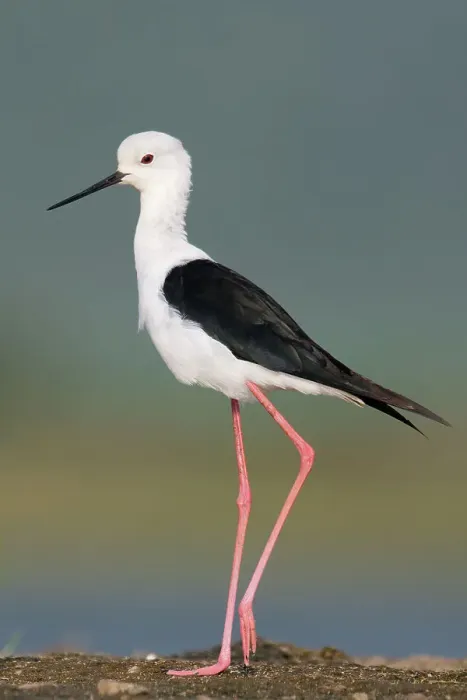 Framed Print : Black-winged stilt (Himantopus himantopus), Kwazulu Natal Province, South Africa, Africa Framed Print : Black-winged stilt (Himantopus himantopus), Kwazulu Natal Province, South Africa, Africa