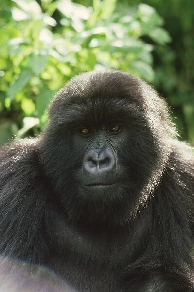 Blackback male Mountain Gorilla (Gorilla g. beringei), Virunga Volcanoes, Rwanda, Africa