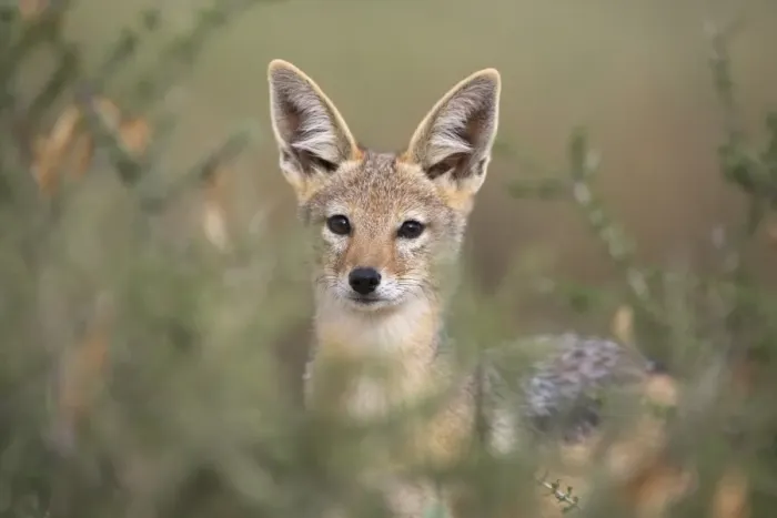Framed Print : Blackbacked jackal (Canis mesomelas), Kgalagadi Transfrontier Park, South Africa, Africa