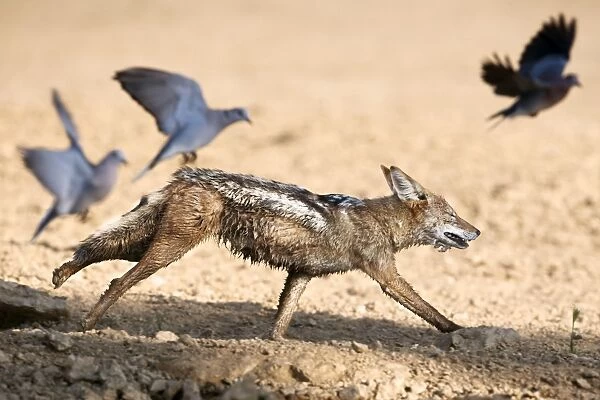 Blackbacked jackal (Canis mesomelas) chasing doves, Kgalagadi Transfrontier Park, South Africa, Africa