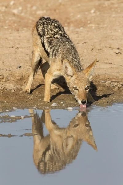 Blackbacked jackal (Canis mesomelas) drinking, Kgalagadi Transfrontier Park, Northern Cape