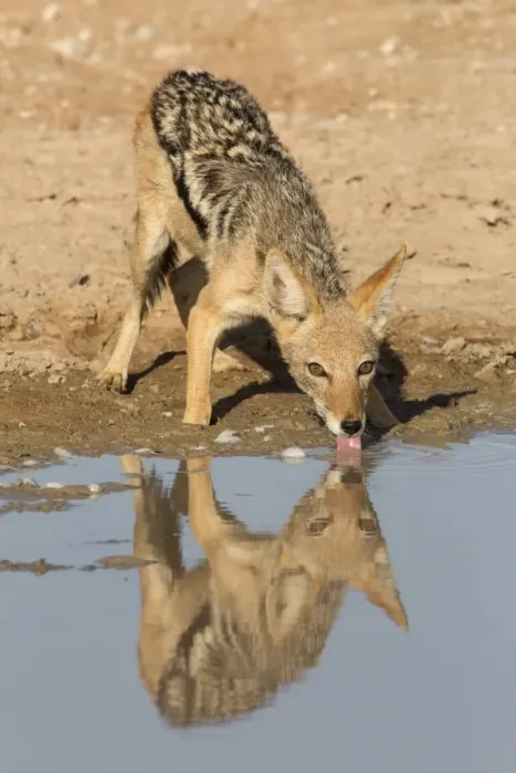 Framed Print : Blackbacked jackal (Canis mesomelas) drinking, Kgalagadi Transfrontier Park, Northern Cape Framed Print : Blackbacked jackal (Canis mesomelas) drinking, Kgalagadi Transfrontier Park, Northern Cape