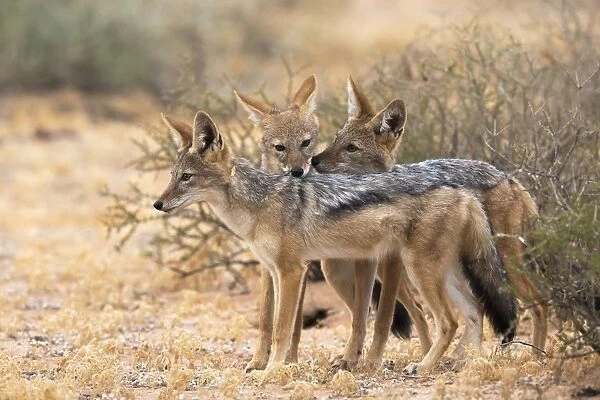 Blackbacked jackals (Canis mesomelas), Kgalagadi Transfrontier Park, South Africa, Africa
