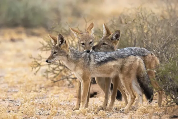 Framed Print : Blackbacked jackals (Canis mesomelas), Kgalagadi Transfrontier Park, South Africa, Africa Framed Print : Blackbacked jackals (Canis mesomelas), Kgalagadi Transfrontier Park, South Africa, Africa