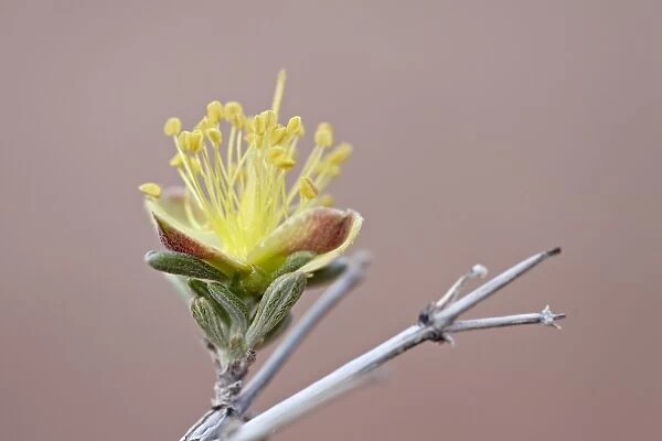 Blackbrush (Coleogyne ramosissima) blossom, Arches National Park, Utah