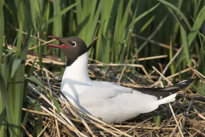 Framed Print : Blackheaded gull, Larus ridibundus, on nest, Leighton Moss R. S. P. B. Reserve Framed Print : Blackheaded gull, Larus ridibundus, on nest, Leighton Moss R. S. P. B. Reserve