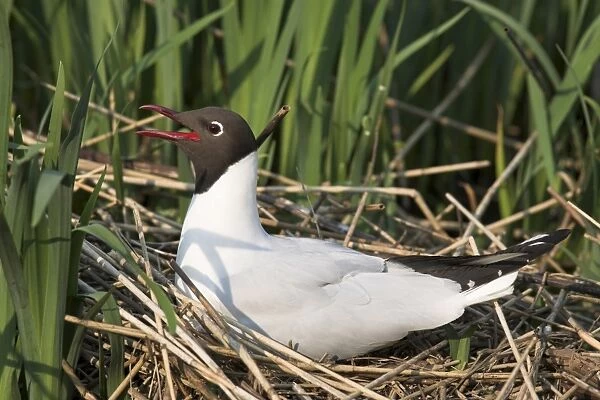 Blackheaded gull, Larus ridibundus, on nest, Leighton Moss R. S. P. B. Reserve