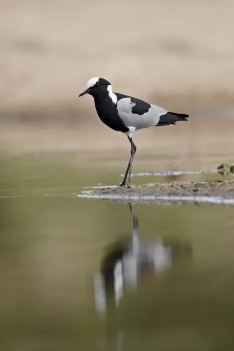 Framed Print : Blacksmith plover (blacksmith lapwing) (Vanellus armatus), Kruger National Park Framed Print : Blacksmith plover (blacksmith lapwing) (Vanellus armatus), Kruger National Park