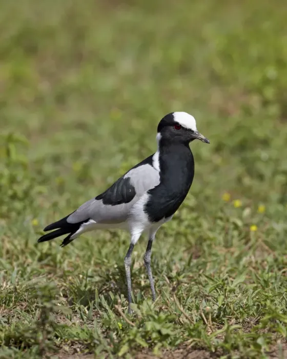 Framed Print : Blacksmith plover (blacksmith lapwing) (Vanellus armatus), Ngorongoro Crater, Tanzania, East Africa, Africa Framed Print : Blacksmith plover (blacksmith lapwing) (Vanellus armatus), Ngorongoro Crater, Tanzania, East Africa, Africa